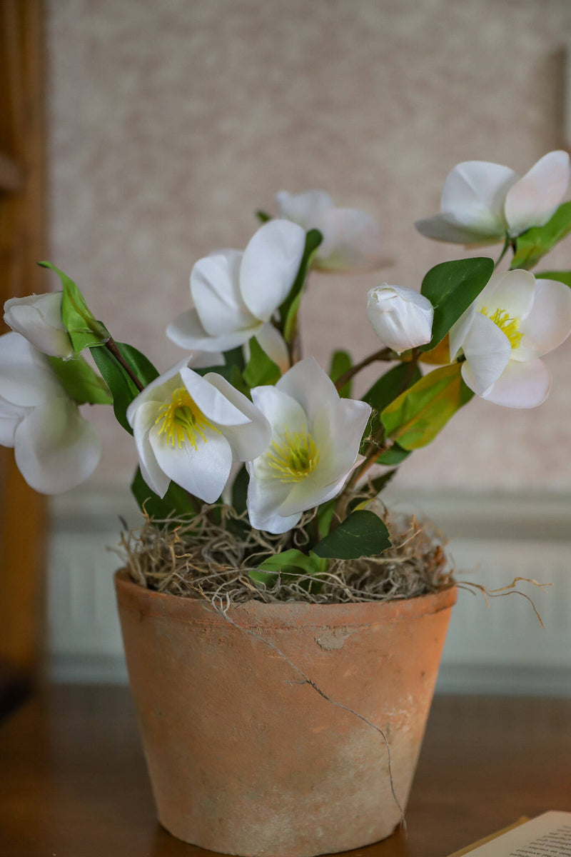 helleborus potted plants Cream Hellebore in Aged Terracotta Pot